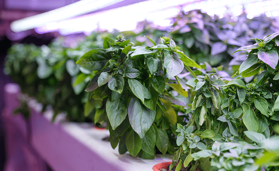 Champerché illustration